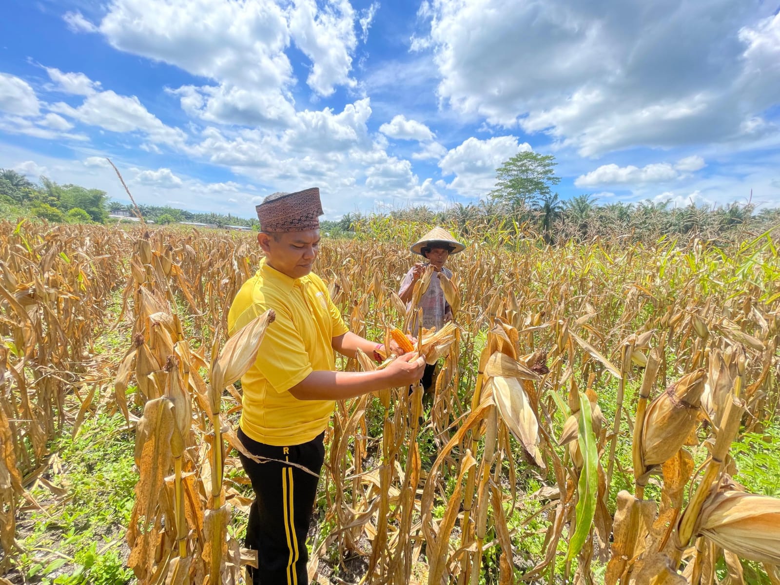 Dukung Program Ketahanan Pangan Nasional, Polsek Bonai Darussalam Pantau Optimalisasi Pertumbuhan Jagung di Desa Rawa Makmur